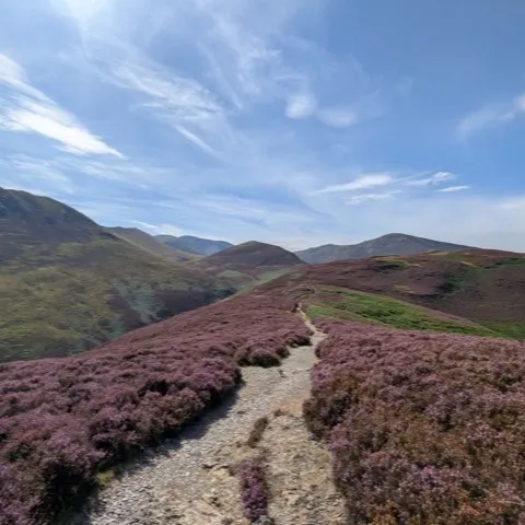 A stony path along a ridge through blooming purple heather, with rolling fells beyond