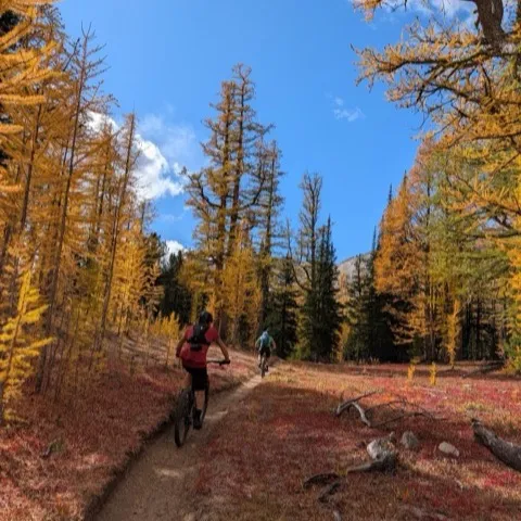 Two mountain bikers riding singletrack through golden larches and red autumn ground cover