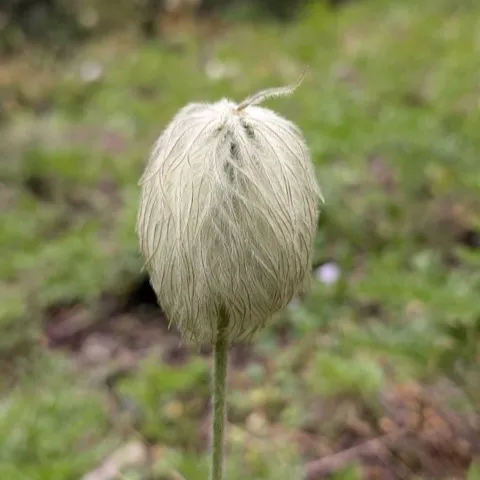 A fluffy, Dr. Seuss-like flower seed head on a tall stem